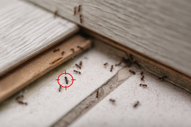 Best Pest Removal Services  in Aberdeen, MD